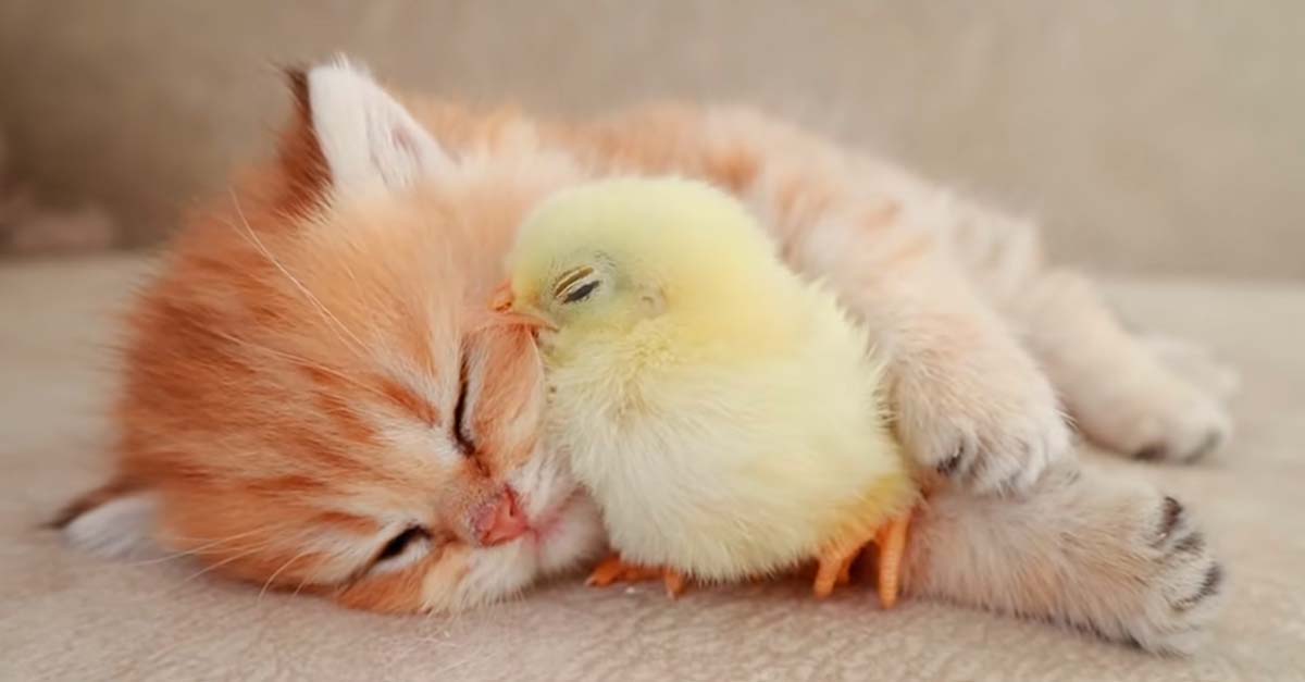 Este gatito está muy bebé, pero cuida bien de su hermanito pollito y lo abraza para dormir