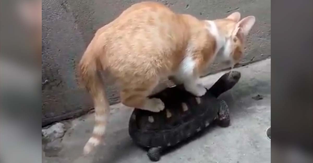 Este gatito grosero piensa que la tortuga es su transporte y no se quiere bajar de ella