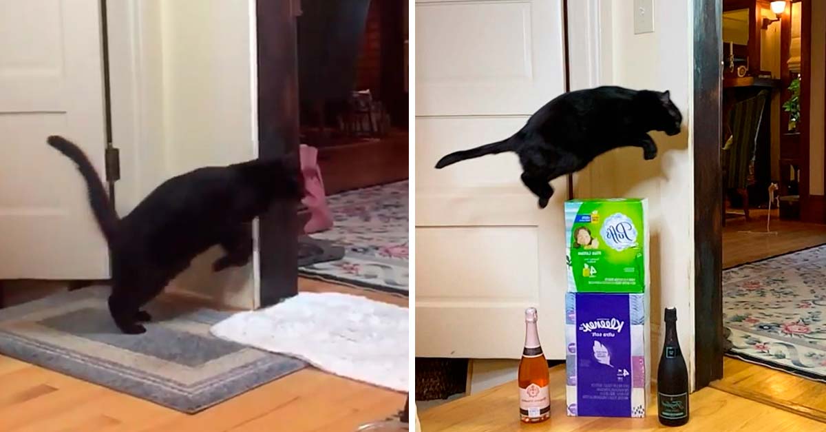 Gatito siente algo raro en un punto de su casa y siempre lo salta, incluso con obstáculos