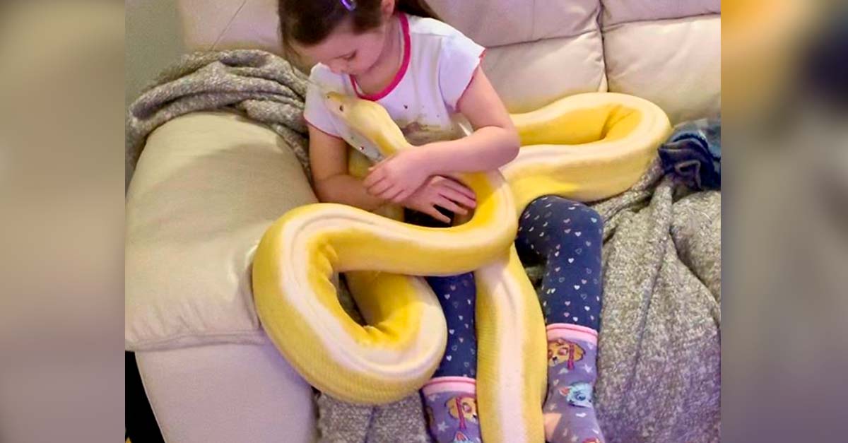 Su padre le enseñó a amar a las serpientes, ella adora a su enorme pitón amarrilla