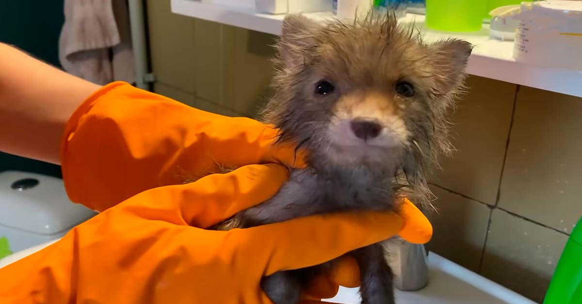 Zorrito rescatado se pone feliz de poder vivir sin pulgas, estaban aferradas a su cabecita