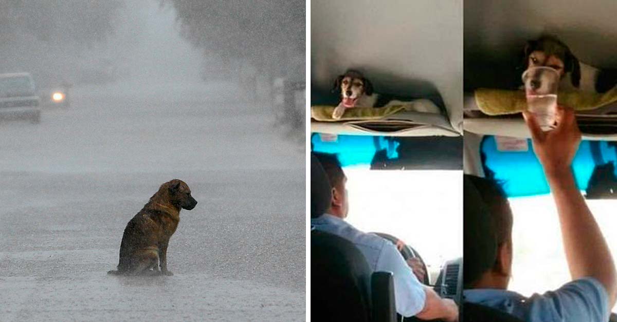 El señor del bus es un héroe, paró para recoger a un perrito abandonado en la carretera