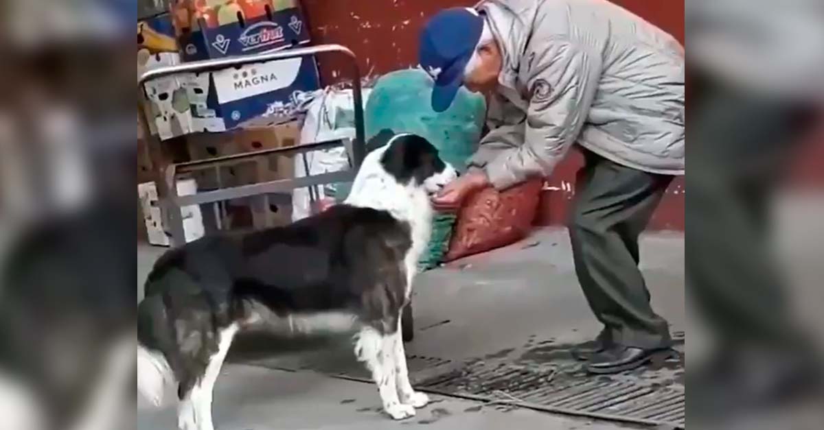 Este amable señor le dio agua con sus manos a un sediento perrito de la calle