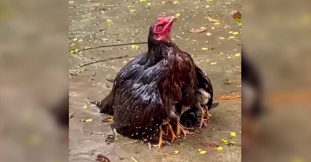 Esta gallinita protegió de la fuerte lluvia con su cuerpo a todos sus pollitos