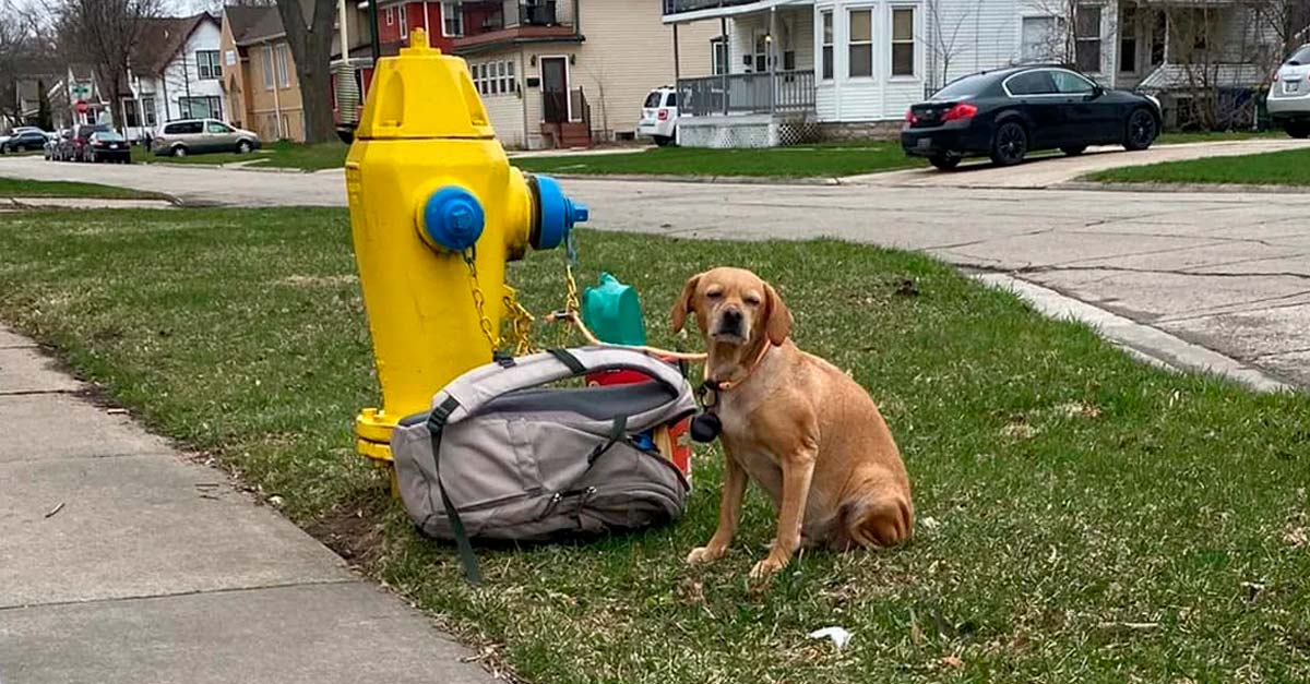 Sin casa y enferma, mujer ata a su perrita a un hidrante para que encuentre un nuevo hogar