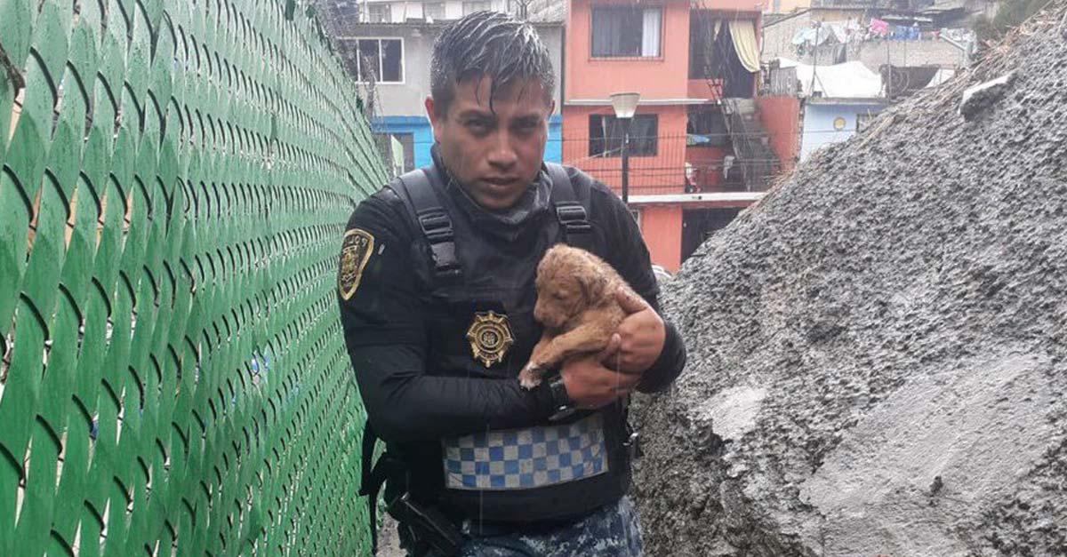 La brigada de vigilancia animal rescató a cachorro que resbaló en un cráter de 30 metros
