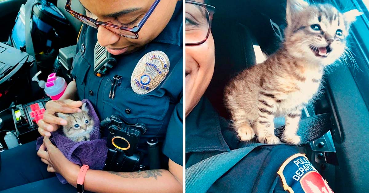 Comenzó su vida como gatito callejero, hoy es considerado el policía más lindo del mundo