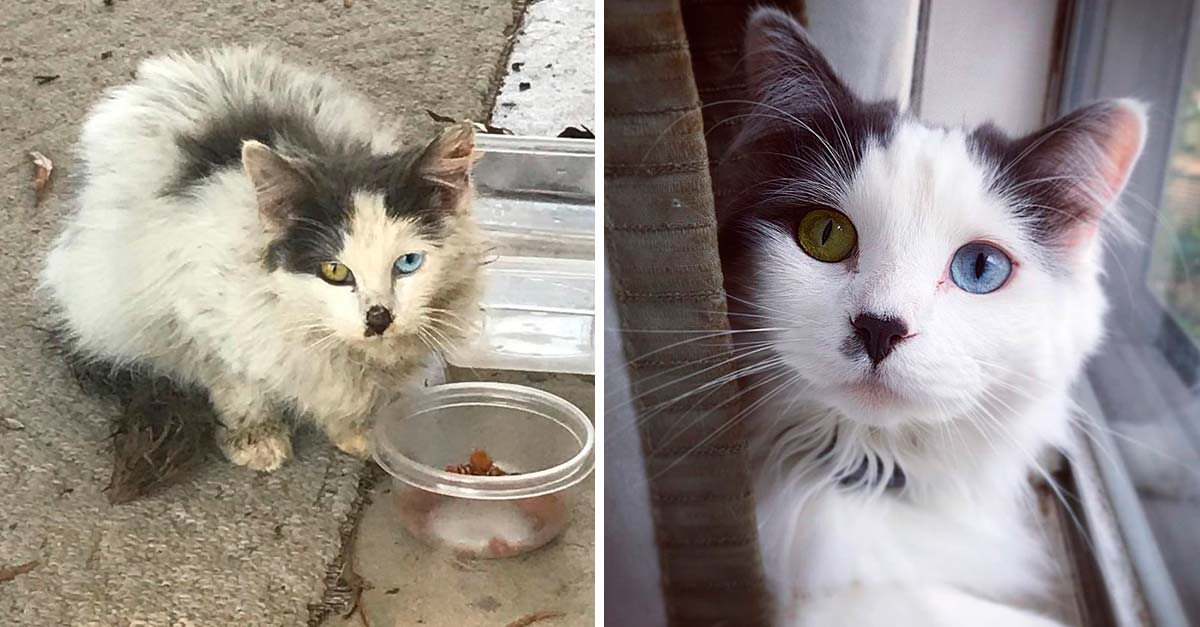 La gatita más hermosa del mundo estaba sucia y con hambre en las calles