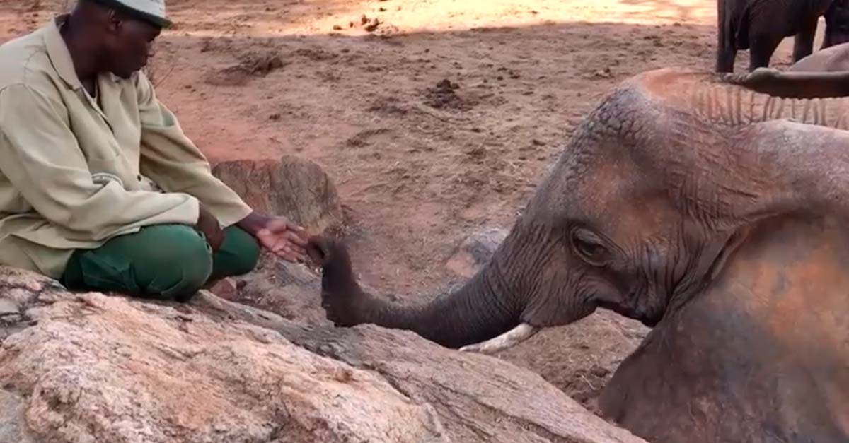 Mágico y hermoso… elefante presenta su cría al humano que salvó su vida
