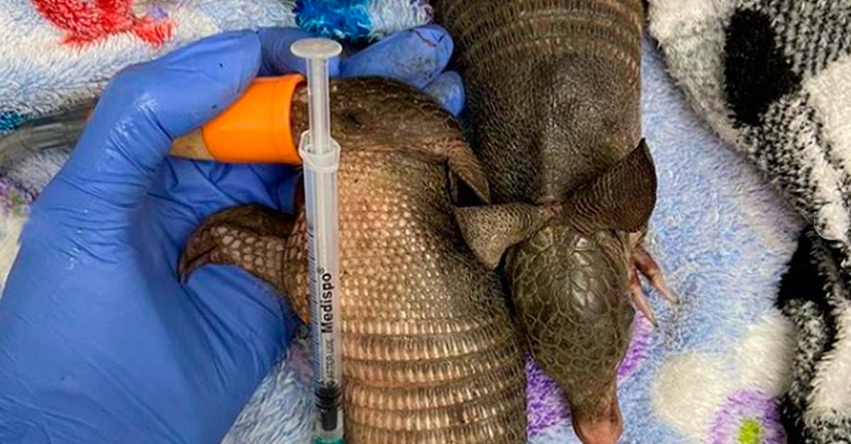 Armadillos bebé son salvados de unos vendedores de carne que los dejaron huérfanos