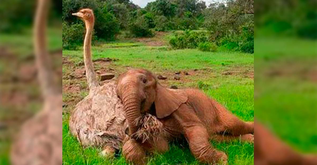 Elefantito huérfano ama a su mamá avestruz porque ella lo cuida y abriga bajo sus alas