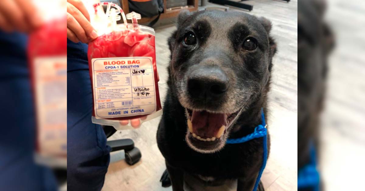 Este perrito le donó sangre a un cachorrito que necesitaba con urgencia una transfusión