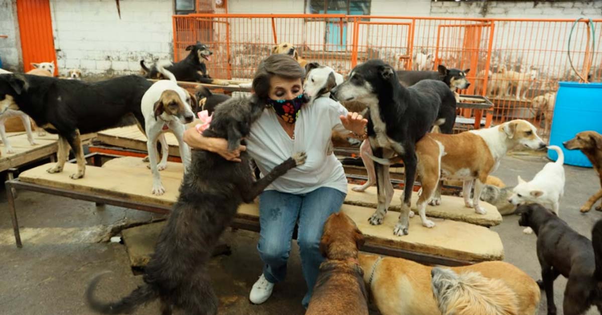 Los quieren sacar! Refugio que cuida a 1500 perros pide ayuda para que no los desalojen