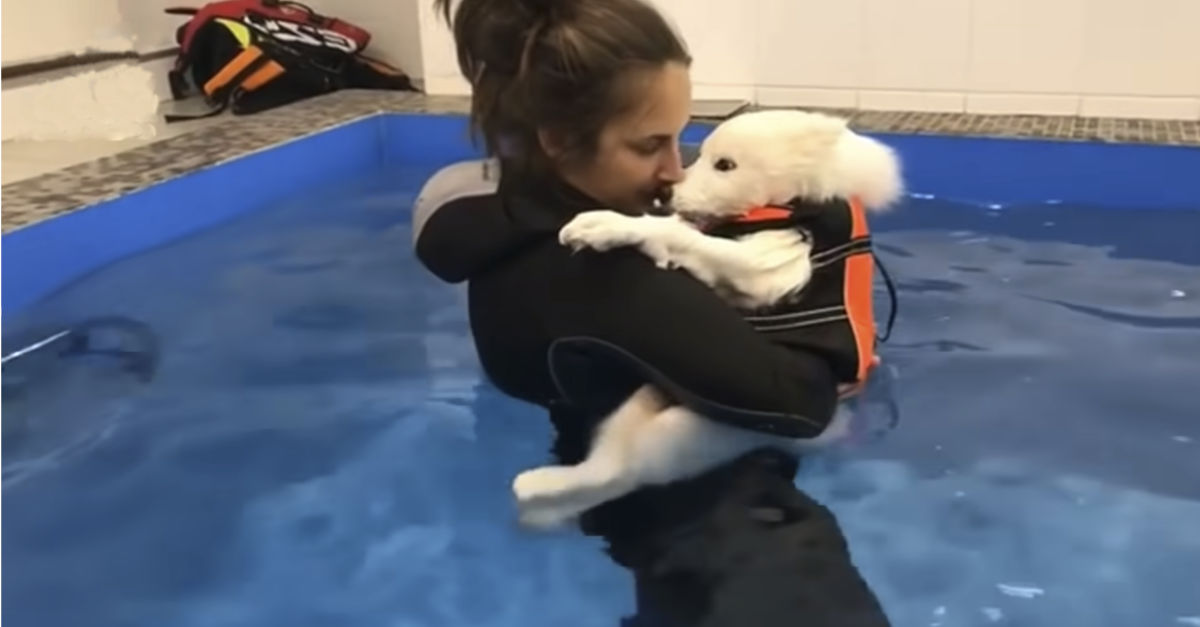 Perrito encontrado en la basura recibe su primera terapia acuática para aprender a caminar
