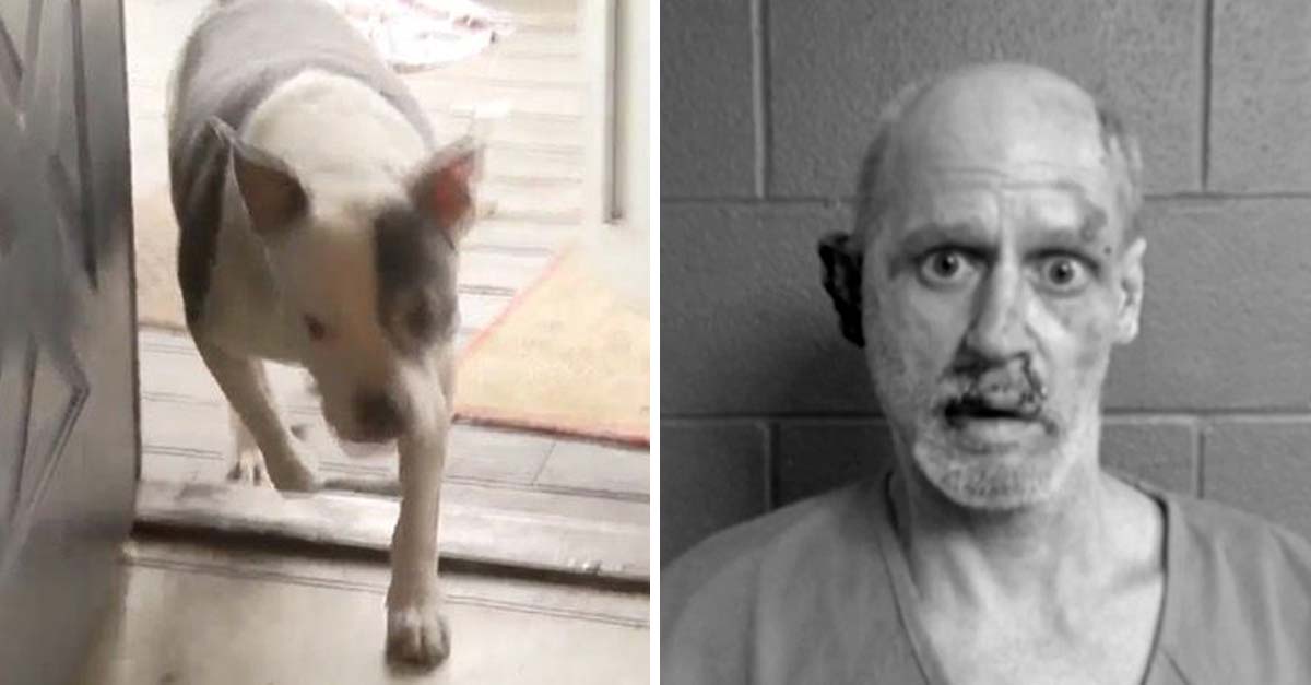 Este ladronzuelo entró a robar a la casa equivocada, puso de mal humor a un perrito pitbull