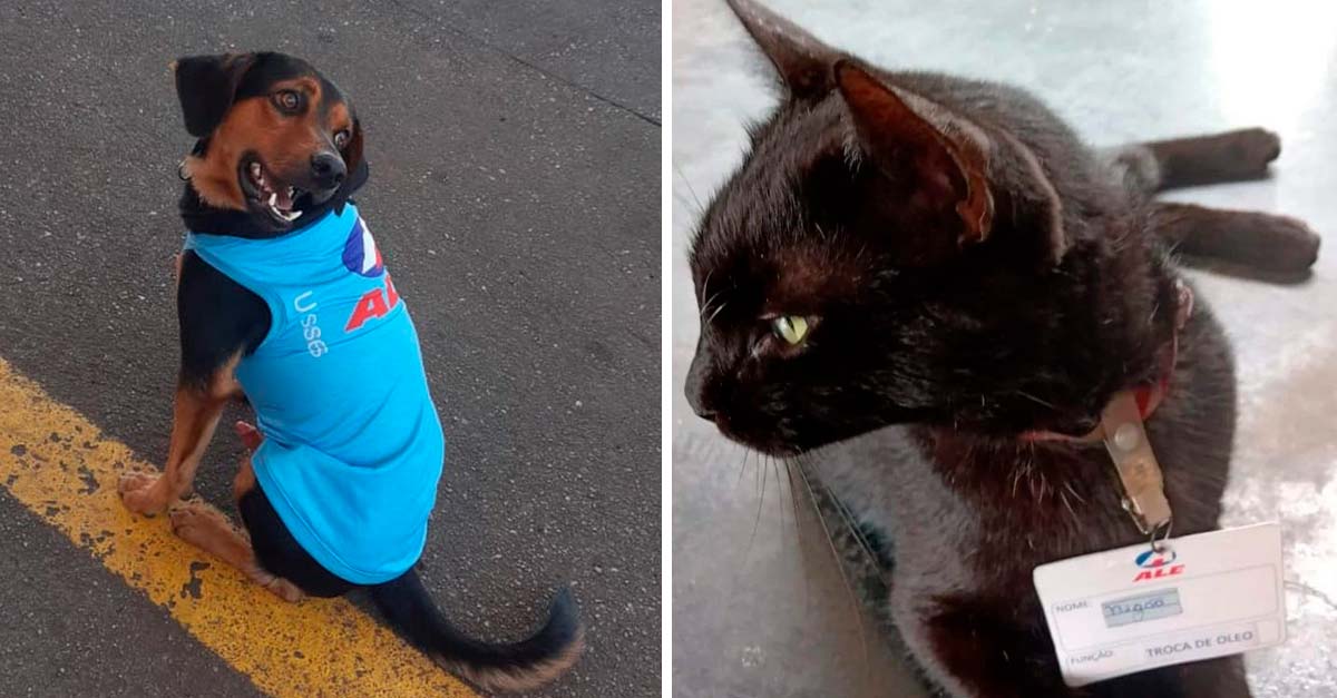 Una estación de gasolina dio hogar y trabajo a un perrito y a un gatito de la calle